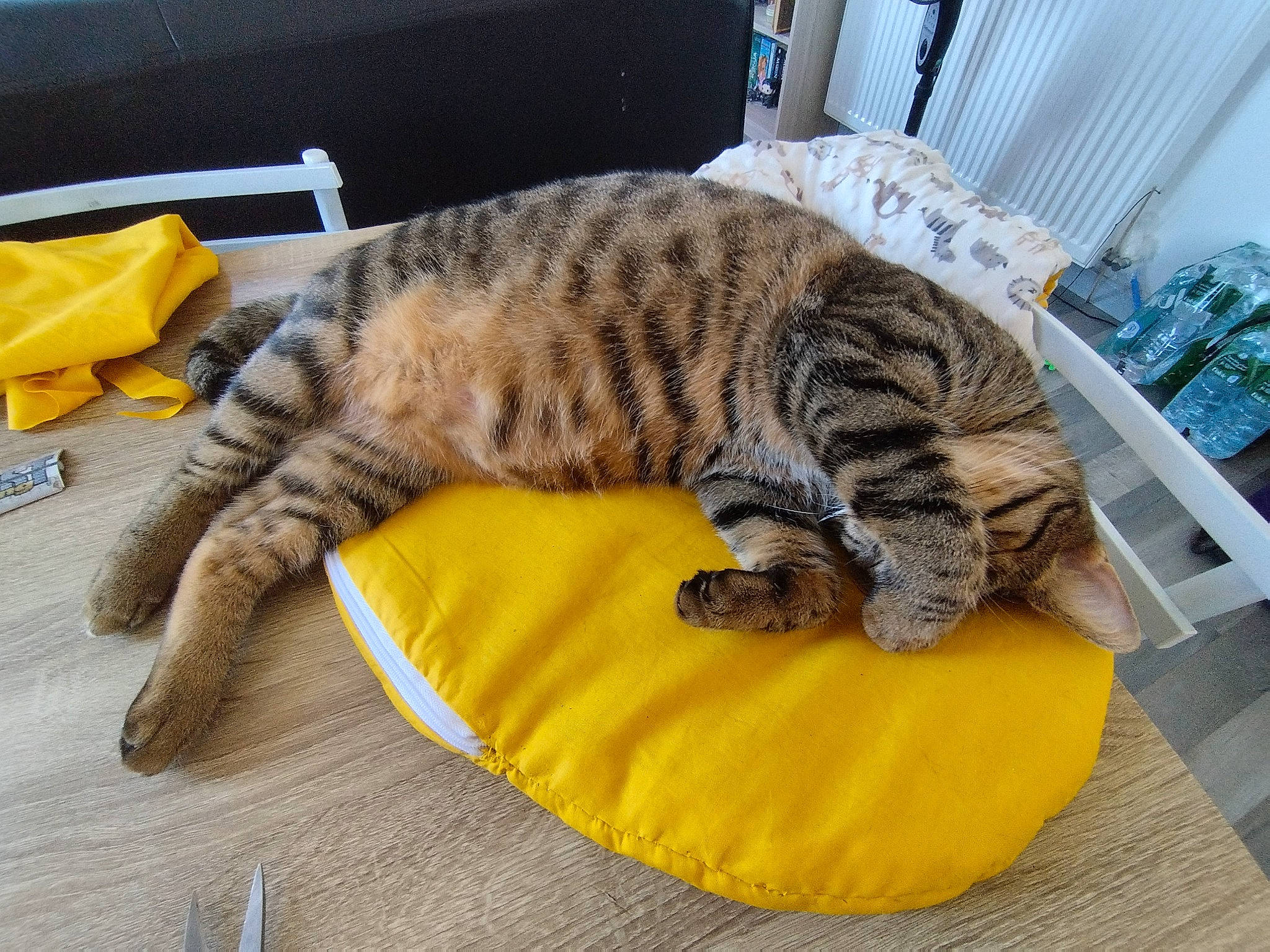 Totoro a rejoint le concours — aidez-le/la à gagner de superbes lots ! bean_bag, carnivore, cat, cat_bed, claw, comfort, couch, domestic_short_haired_cat, felidae, flooring, fur, nap, paw, sleep, small_to_medium_sized_cats, snout, tail, terrestrial_animal, whiskers