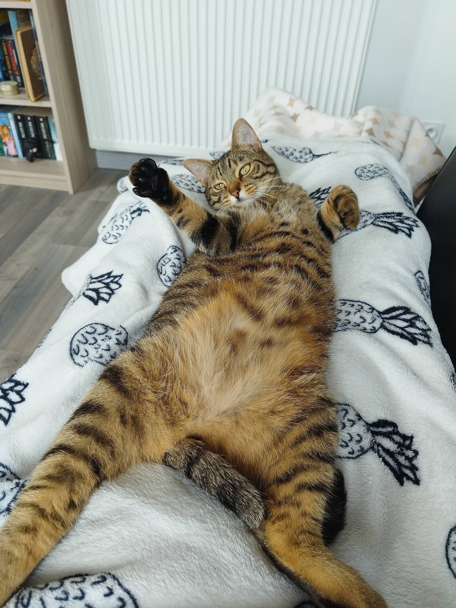 Totoro participe au concours pour gagner de l'argent avec cette photo : bed, bedding, bookcase, carnivore, cat, comfort, domestic_short_haired_cat, fawn, felidae, fur, linens, paw, shelf, shelving, small_to_medium_sized_cats, snout, tail, terrestrial_animal, textile, whiskers