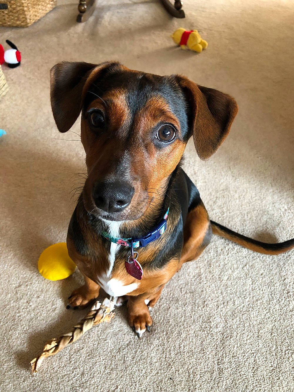 Mia Scott is registered to the contest to win money with this photo: canidae, carnivore, collar, companion_dog, dog, dog_breed, dog_clothes, dog_supply, fashion_accessory, fawn, fur, hat, leash, paw, personal_protective_equipment, pet_supply, sporting_group, whiskers, working_animal, working_dog