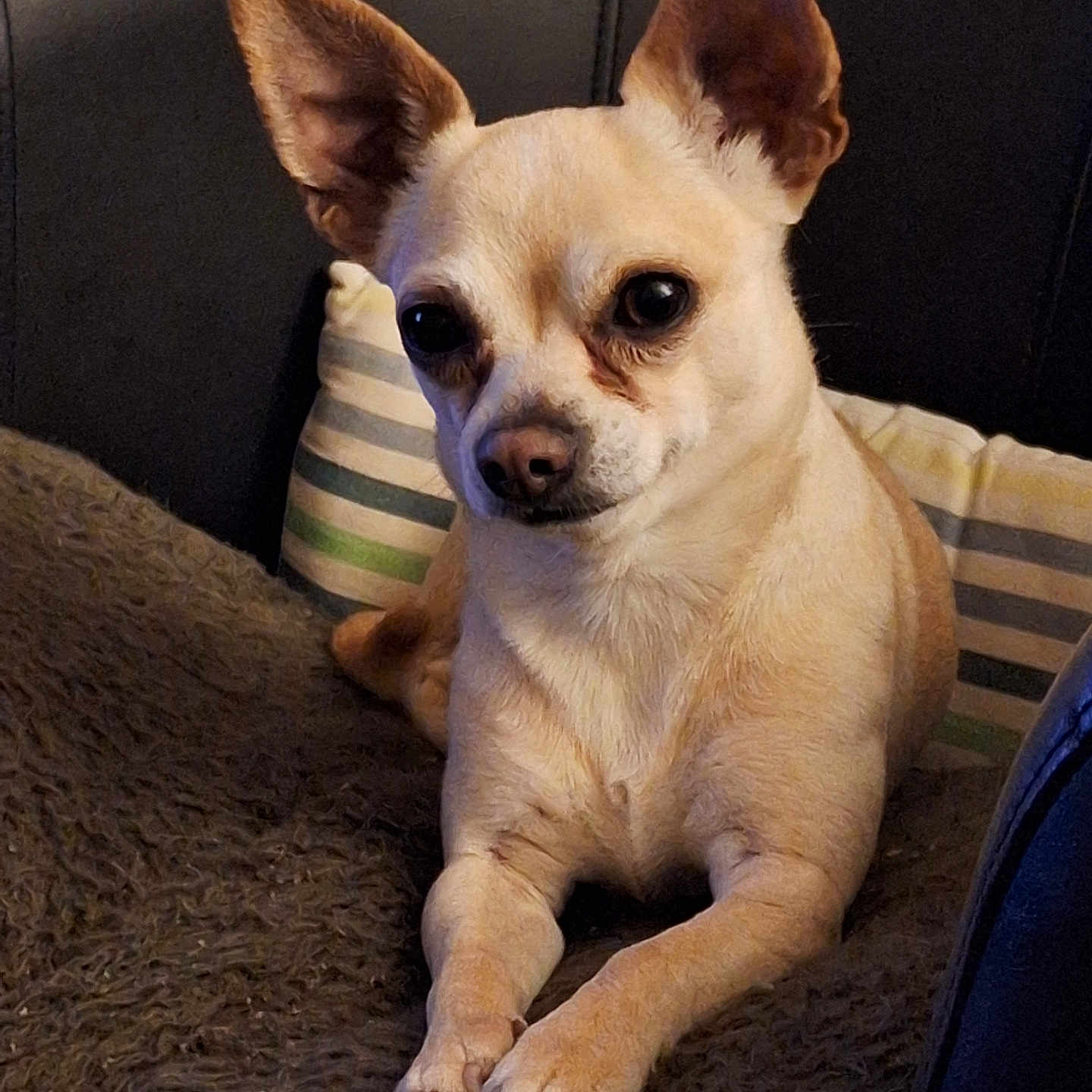 Prince a rejoint le concours — aidez-le/la à gagner de superbes lots ! animal, armchair, canine, chair, chihuahua, cockerspaniel, couch, cushion, dog, furniture, homedecor, papillon, pet, pug, puppy