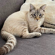 Moufassa a rejoint le concours — aidez-le/la à gagner de superbes lots ! animal, blue_eyes, cat, couch, cream_color, cute, domestic_cat, ears, feline, fluffy, indoor, laying_down, looking, pet, pillow, relaxed, resting, soft_fur, striped_tail, whiskers