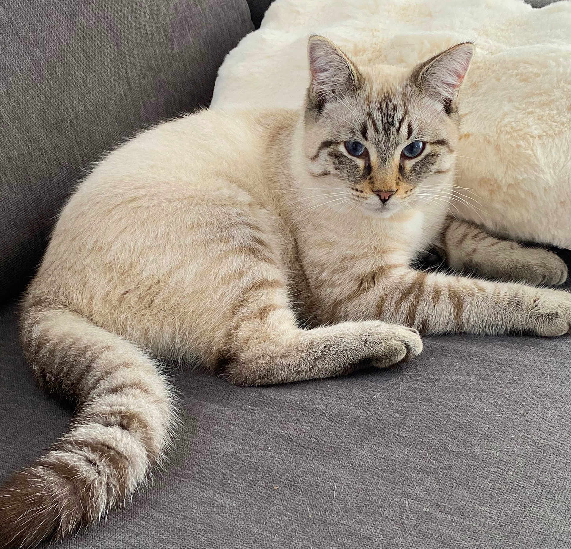 Moufassa a rejoint le concours — aidez-le/la à gagner de superbes lots ! animal, blue_eyes, cat, couch, cream_color, cute, domestic_cat, ears, feline, fluffy, indoor, laying_down, looking, pet, pillow, relaxed, resting, soft_fur, striped_tail, whiskers