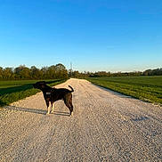 Sky participe au concours pour gagner de l'argent avec cette photo : animal, black_dog, canine, daytime, dog, field, gravel_road, greenery, harness, landscape, nature, outdoor, peaceful, pet, rural, scenic, sky, summer, sunlight, walking