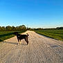 animal, black_dog, canine, daytime, dog, field, gravel_road, greenery, harness, landscape, nature, outdoor, peaceful, pet, rural, scenic, sky, summer, sunlight, walking