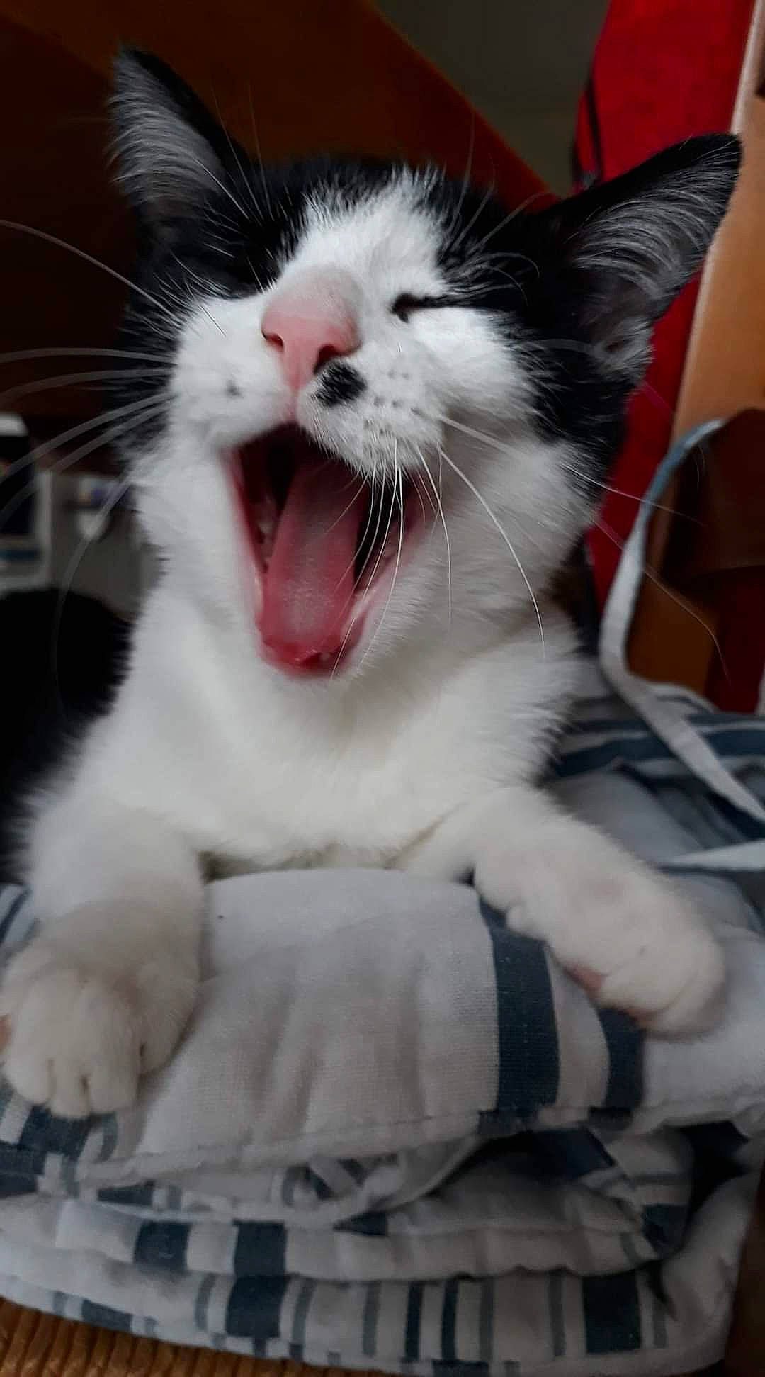 Baby a rejoint le concours — aidez-le/la à gagner de superbes lots ! carnivore, cat, claw, domestic_short_haired_cat, fang, felidae, fur, jaw, paw, roar, small_to_medium_sized_cats, smile, snout, tail, tooth, whiskers, yawn