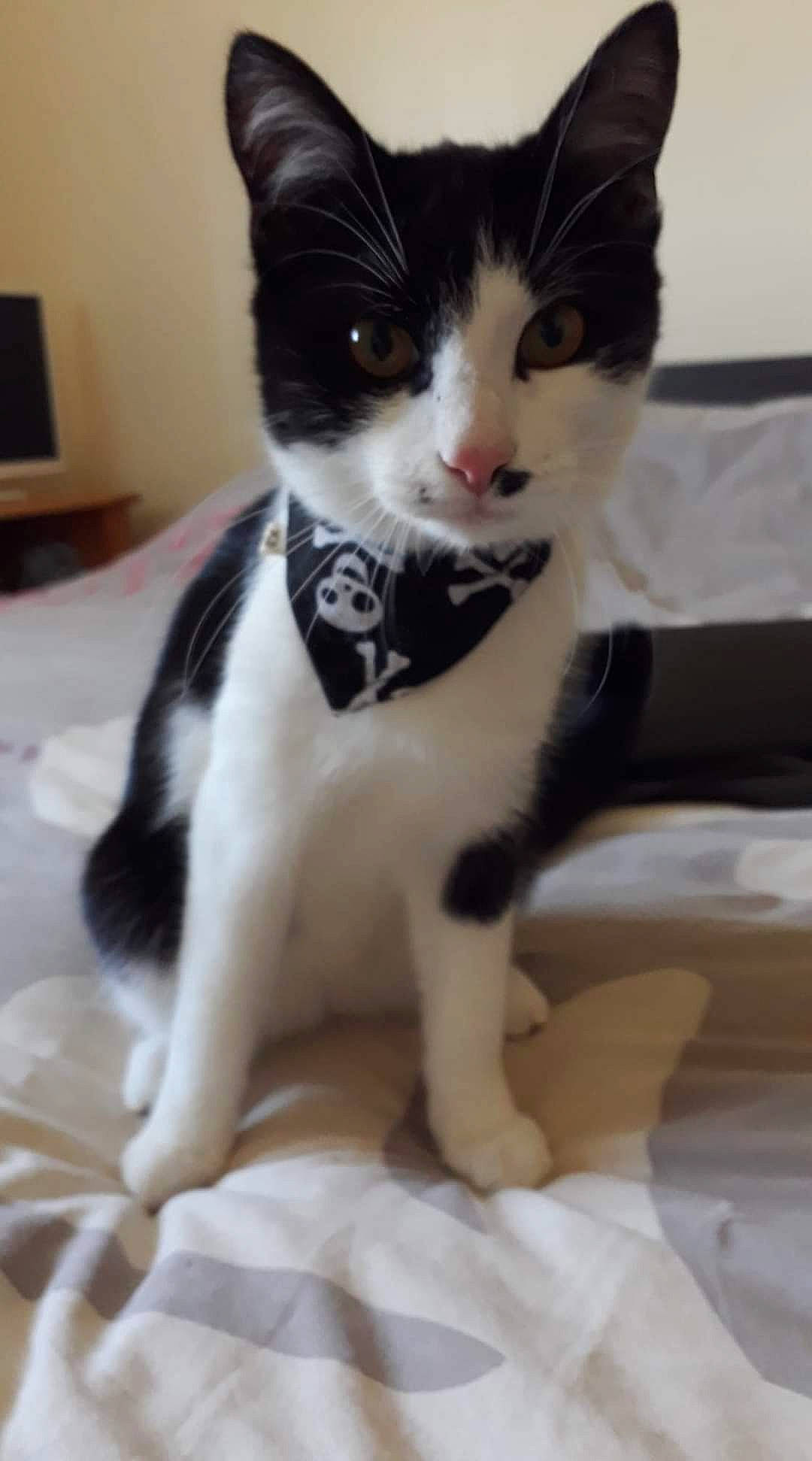 Baby a rejoint le concours — aidez-le/la à gagner de superbes lots ! carnivore, cat, claw, comfort, domestic_short_haired_cat, felidae, foot, formal_wear, fur, paw, sitting, small_to_medium_sized_cats, snout, tail, terrestrial_animal, whiskers