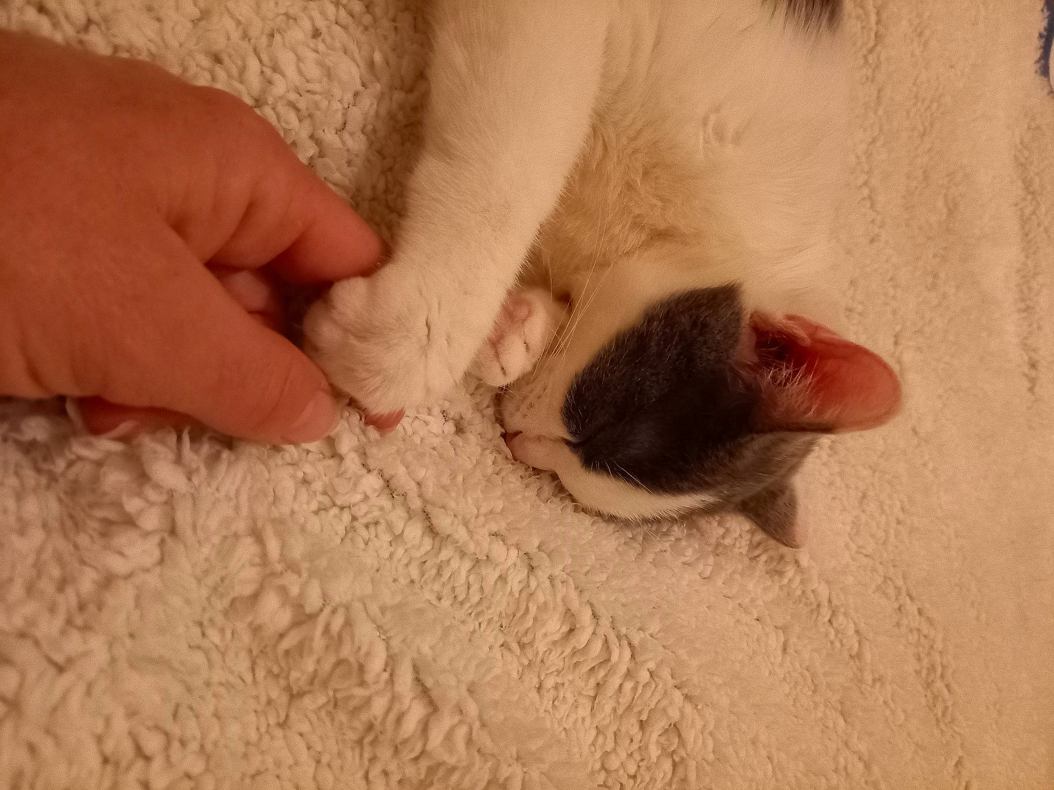 Milka participe au concours pour gagner de l'argent avec cette photo : carnivore, cat, comfort, fawn, felidae, finger, flooring, foot, fur, gesture, human_leg, nail, paw, powder, small_to_medium_sized_cats, snout, tail, toe, whiskers, wood