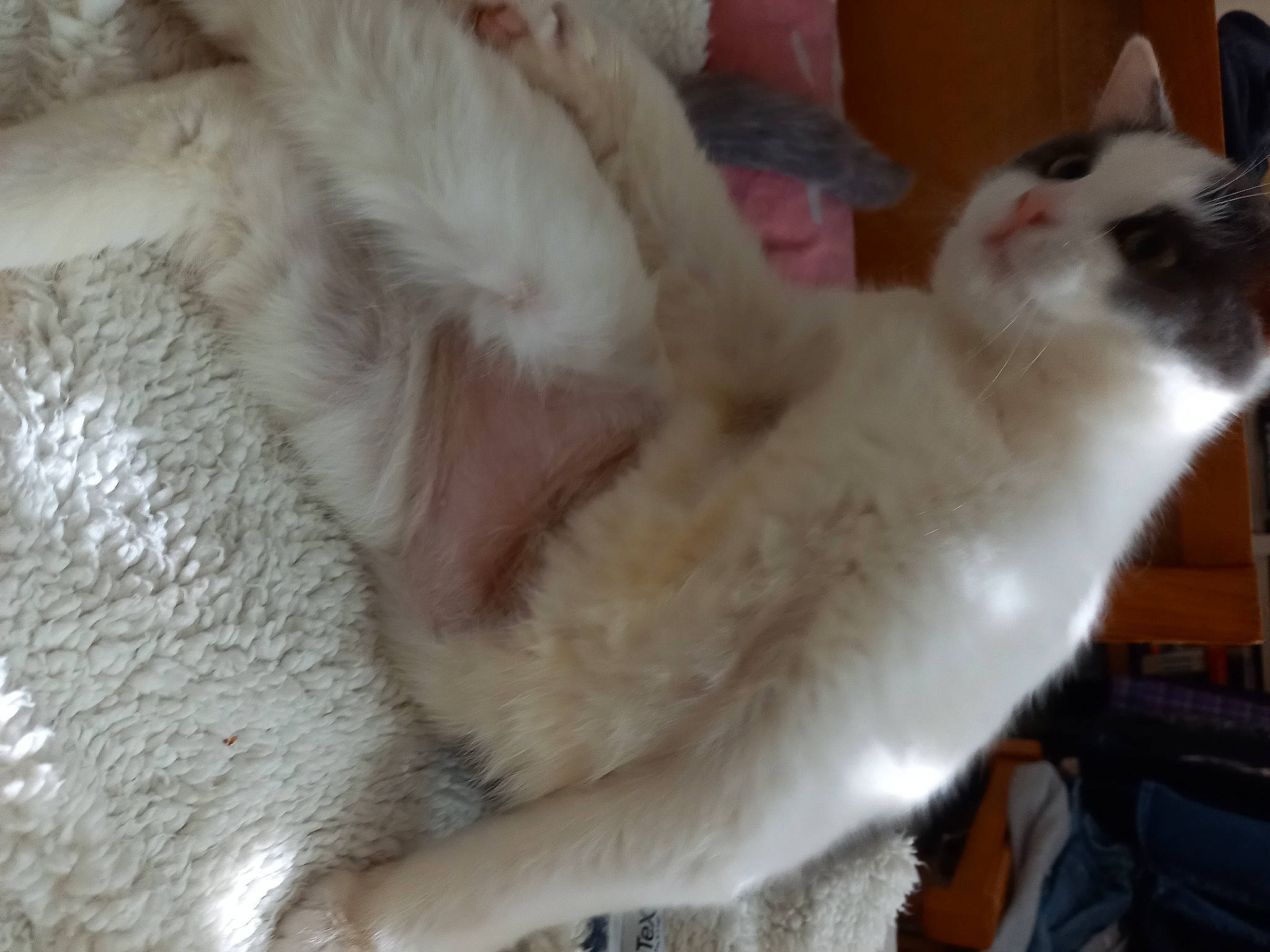 Milka participe au concours pour gagner de l'argent avec cette photo : animal_shelter, balinese, canidae, carnivore, cat, claw, comfort, companion_dog, domestic_short_haired_cat, ear, eye, fawn, felidae, fur, paw, small_to_medium_sized_cats, snout, tail, whiskers