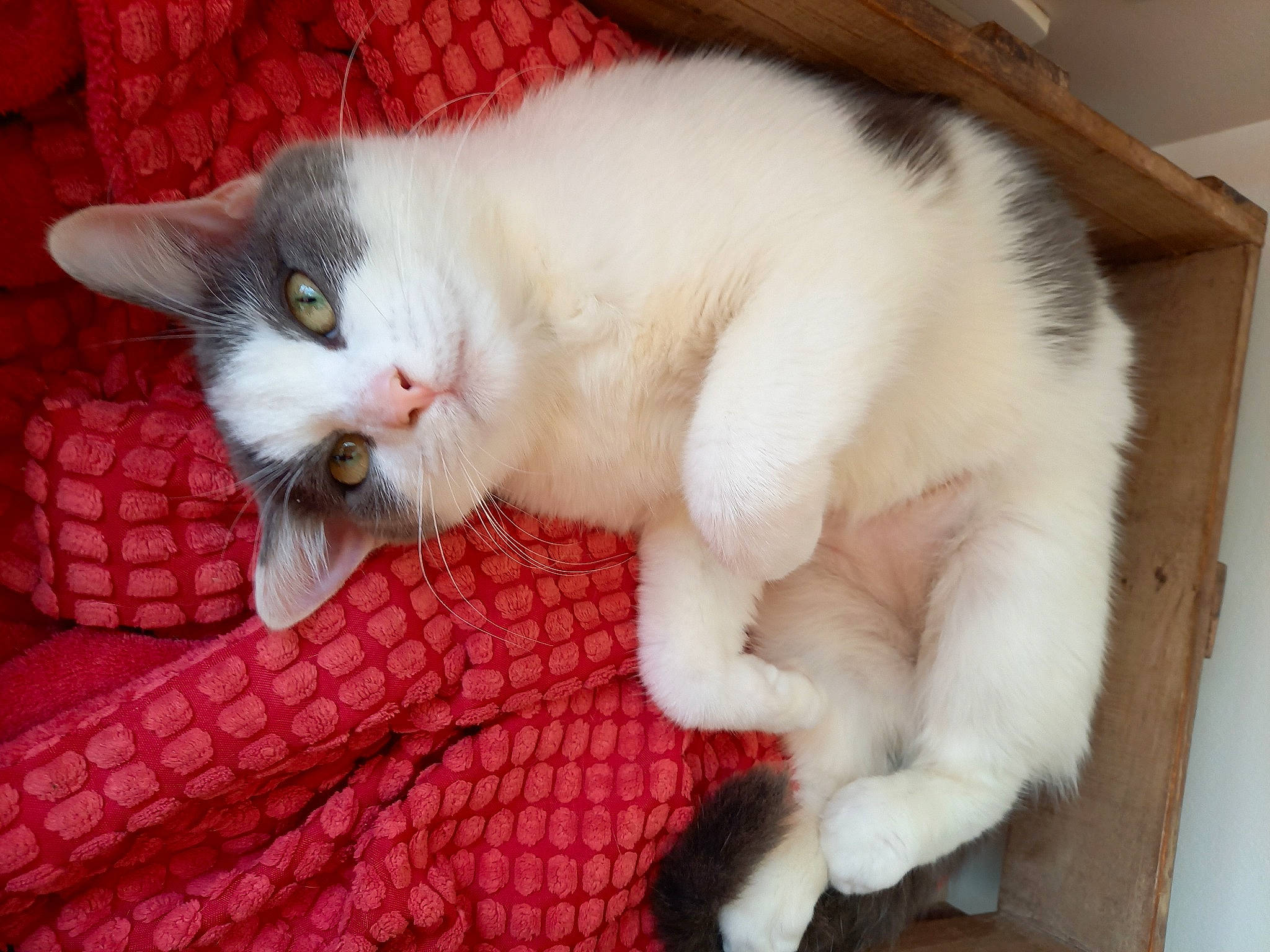 Milka a rejoint le concours — aidez-le/la à gagner de superbes lots ! carnivore, cat, cat_supply, claw, comfort, domestic_short_haired_cat, fawn, felidae, fur, nap, paw, pet_supply, small_to_medium_sized_cats, snout, tail, whiskers