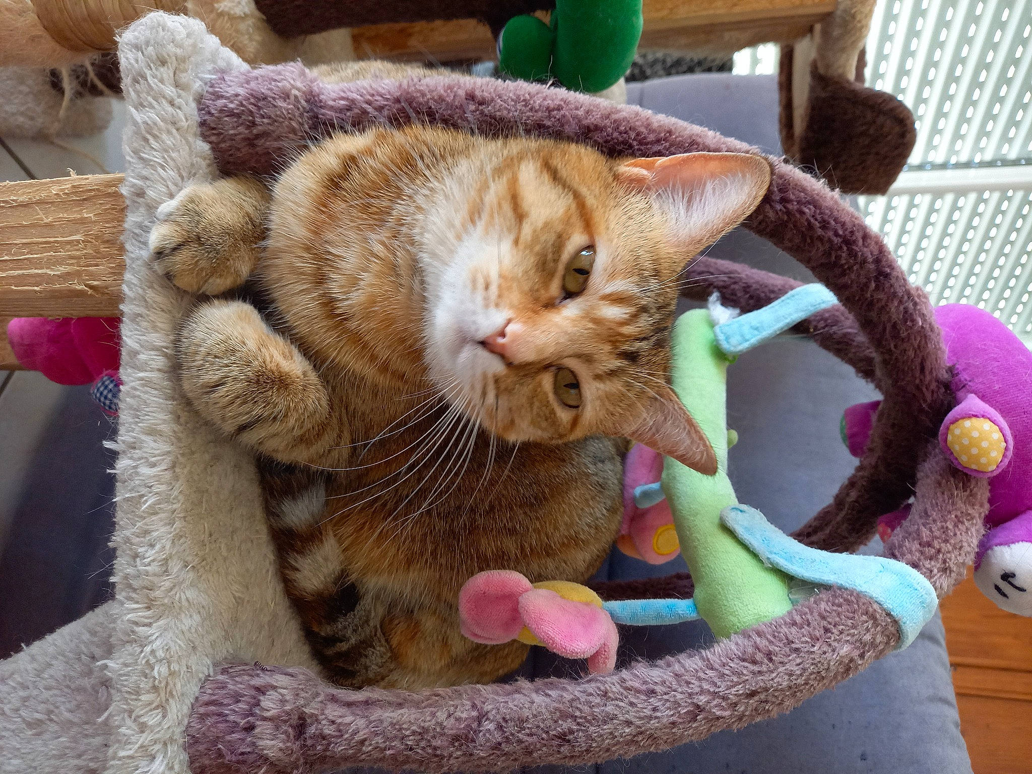 Princesse participe au concours pour gagner de l'argent avec cette photo : basket, carnivore, cat, cat_supply, claw, collar, comfort, domestic_short_haired_cat, fashion_accessory, fawn, felidae, fur, pet_supply, plant, small_to_medium_sized_cats, snout, tail, thread, whiskers, wool