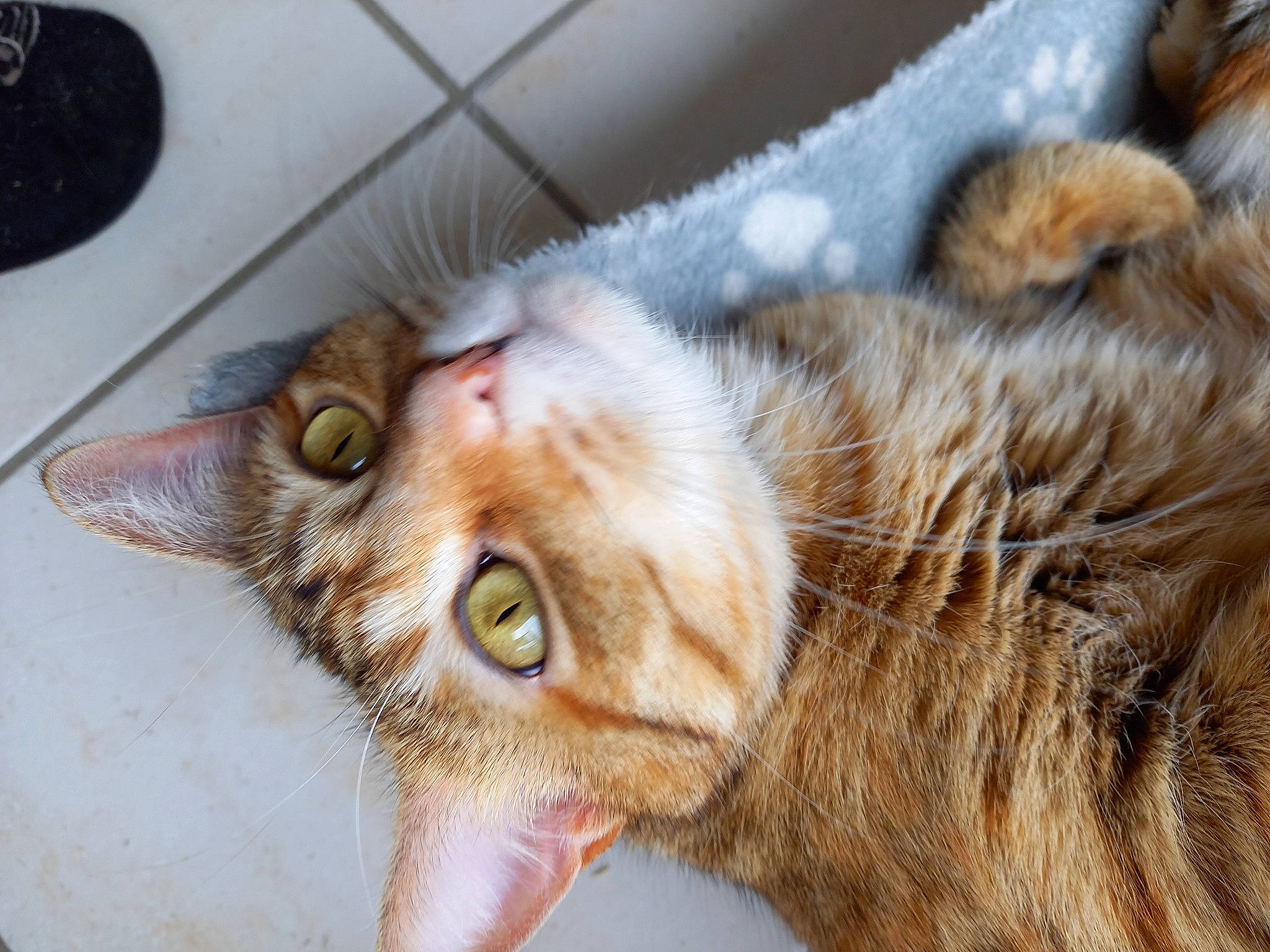 Princesse a rejoint le concours — aidez-le/la à gagner de superbes lots ! carnivore, cat, domestic_short_haired_cat, ear, fawn, felidae, fur, paw, small_to_medium_sized_cats, snout, tail, terrestrial_animal, whiskers, wood