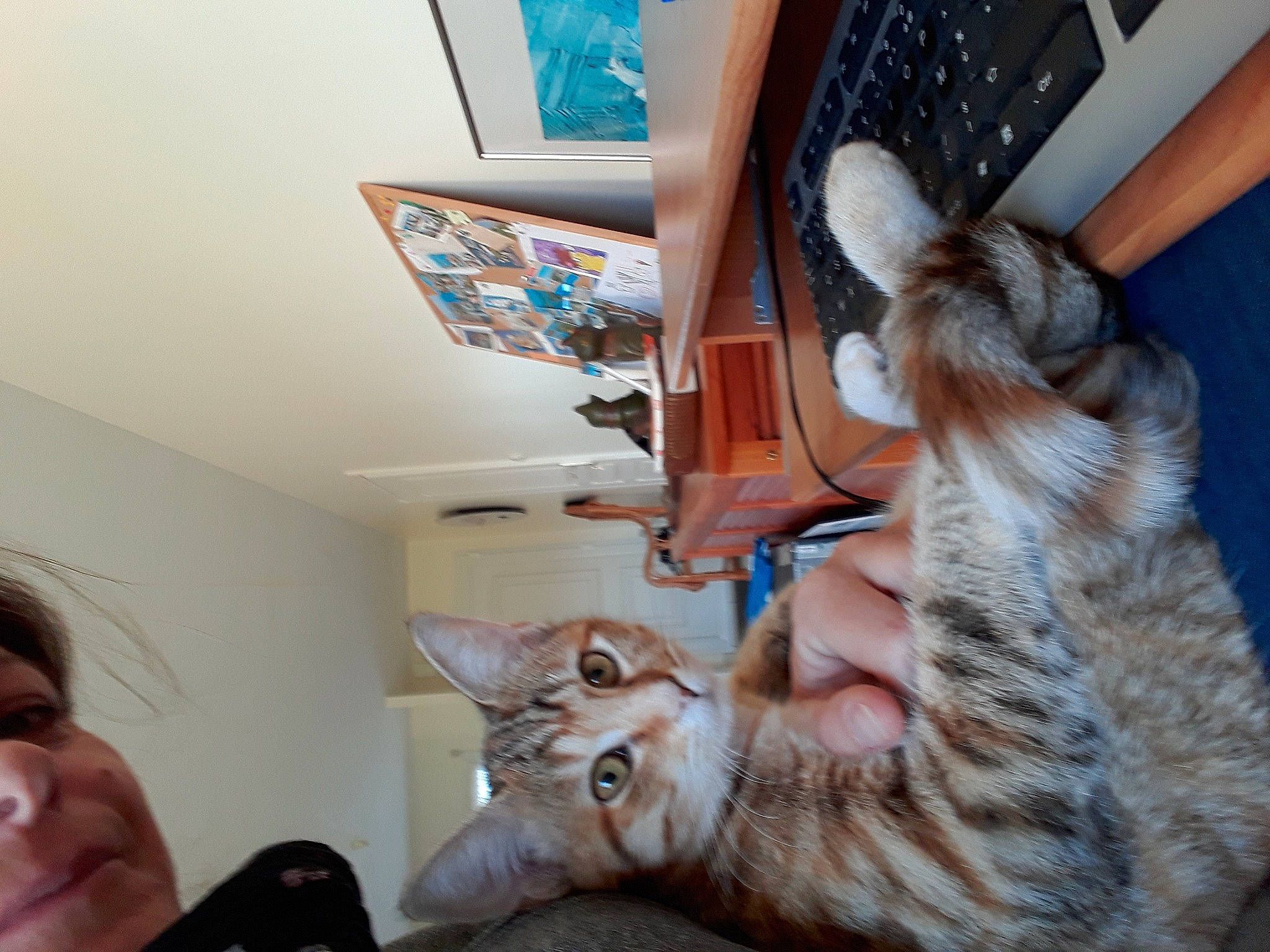 Princesse a rejoint le concours — aidez-le/la à gagner de superbes lots ! carnivore, cat, comfort, domestic_short_haired_cat, ear, fawn, felidae, fur, gesture, human_leg, lap, mammal, organ, paw, picture_frame, room, small_to_medium_sized_cats, tail, vertebrate, whiskers