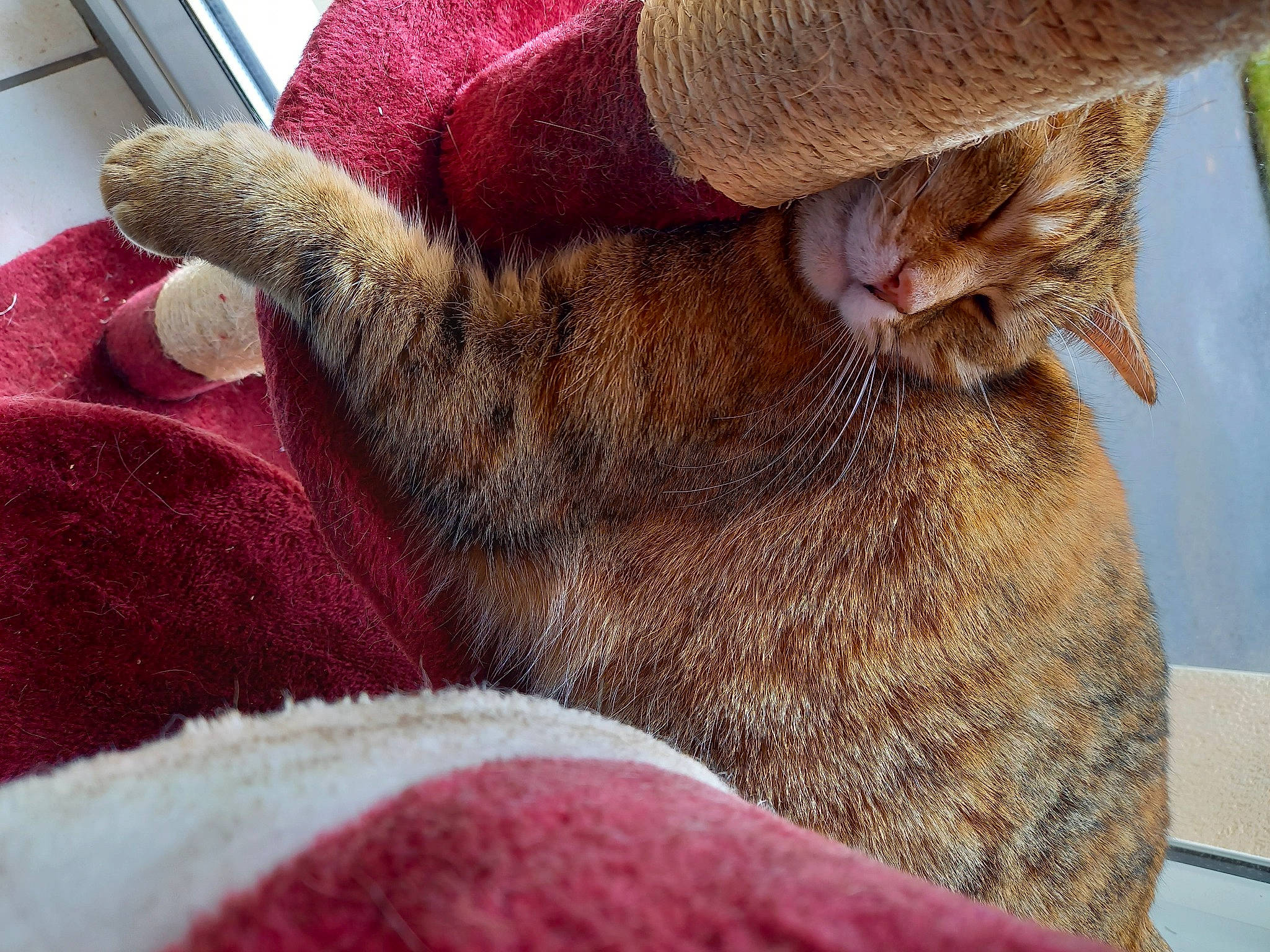 Princesse participe au concours pour gagner de l'argent avec cette photo : carnivore, cat, claw, comfort, domestic_short_haired_cat, fawn, felidae, foot, fur, human_leg, linens, magenta, mammal, nail, nap, small_to_medium_sized_cats, snout, terrestrial_animal, whiskers, wool