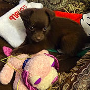 Chocolate is registered to the contest to win money with this photo: puppy, dog, toy, plush_toy, cushion, stocking, brown, pet, animal, indoor, cute, small, furry, playful, soft, fabric, decor, home, resting, closeup