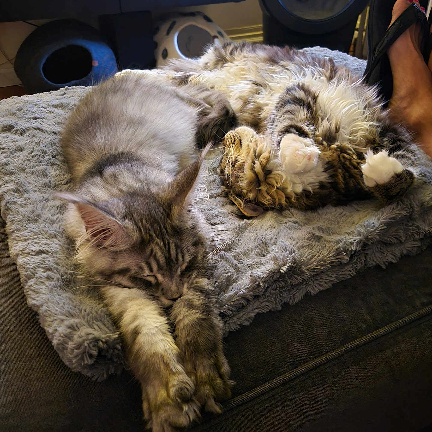 Freya And Odin is registered to the contest to win money with this photo: animal, architecture, building, canine, cat, chair, clothing, couch, dog, electronics, footwear, furniture, homedecor, indoors, kitten, manx, pet, sandal, shoe, speaker