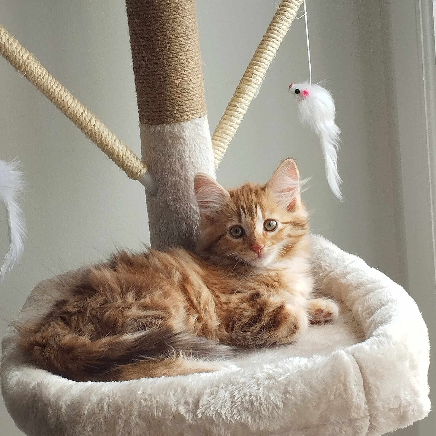 Mia a rejoint le concours — aidez-le/la à gagner de superbes lots ! animal, cat, cat_tree, cozy, curious, cute, ears, feline, fluffy, fur, indoor, kitten, orange_tabby, pet, resting, soft, toy_mouse, whiskers, window, young