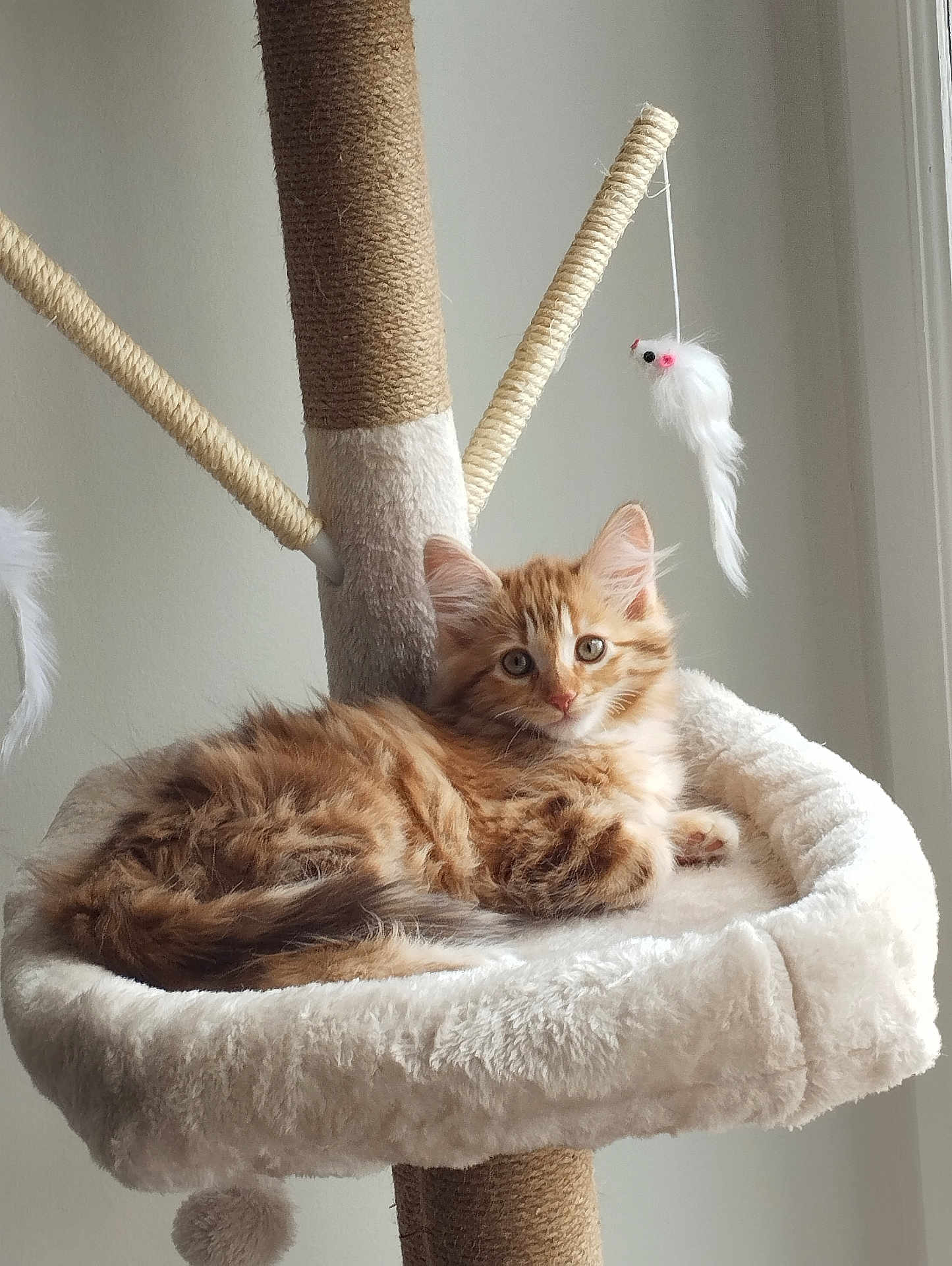 Mia a rejoint le concours — aidez-le/la à gagner de superbes lots ! kitten, cat, cat_tree, toy_mouse, feline, orange_tabby, fluffy, pet, indoor, cozy, resting, soft, cute, animal, curious, young, fur, whiskers, ears, window