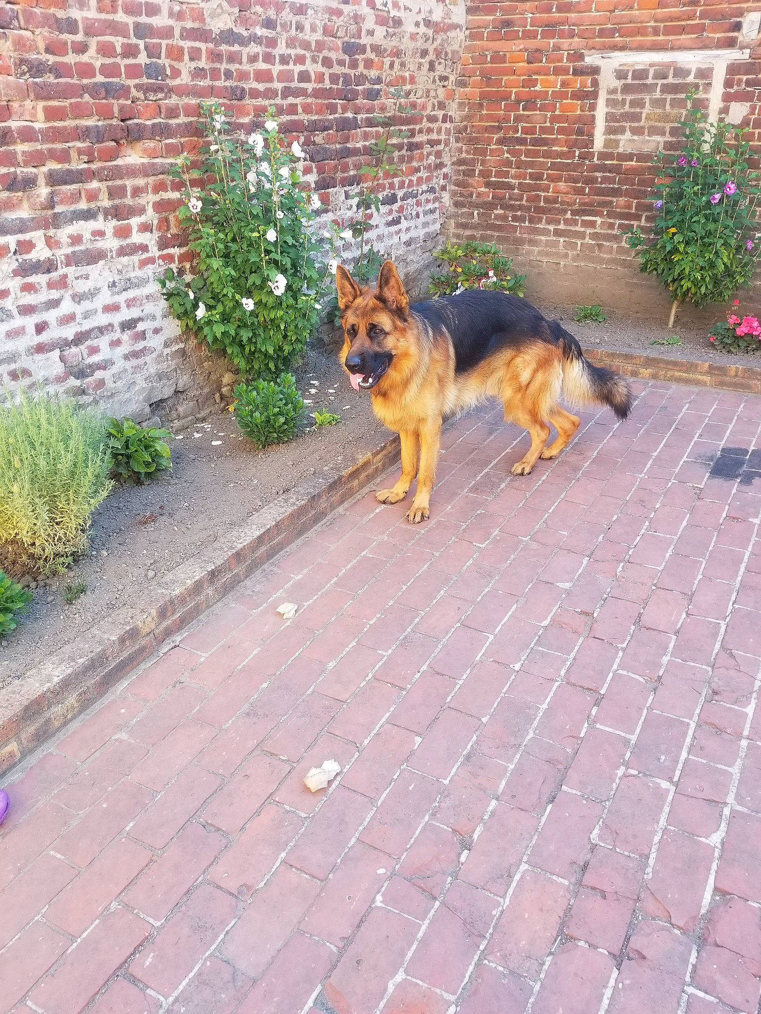 Onix a rejoint le concours — aidez-le/la à gagner de superbes lots ! canidae, carnivore, dog, dog_breed, east_european_shepherd, fawn, flagstone, german_shepherd_dog, herding_dog, king_shepherd, kunming_wolfdog, mammal, old_german_shepherd_dog, sporting_group, tail, vertebrate, wolfdog, working_dog