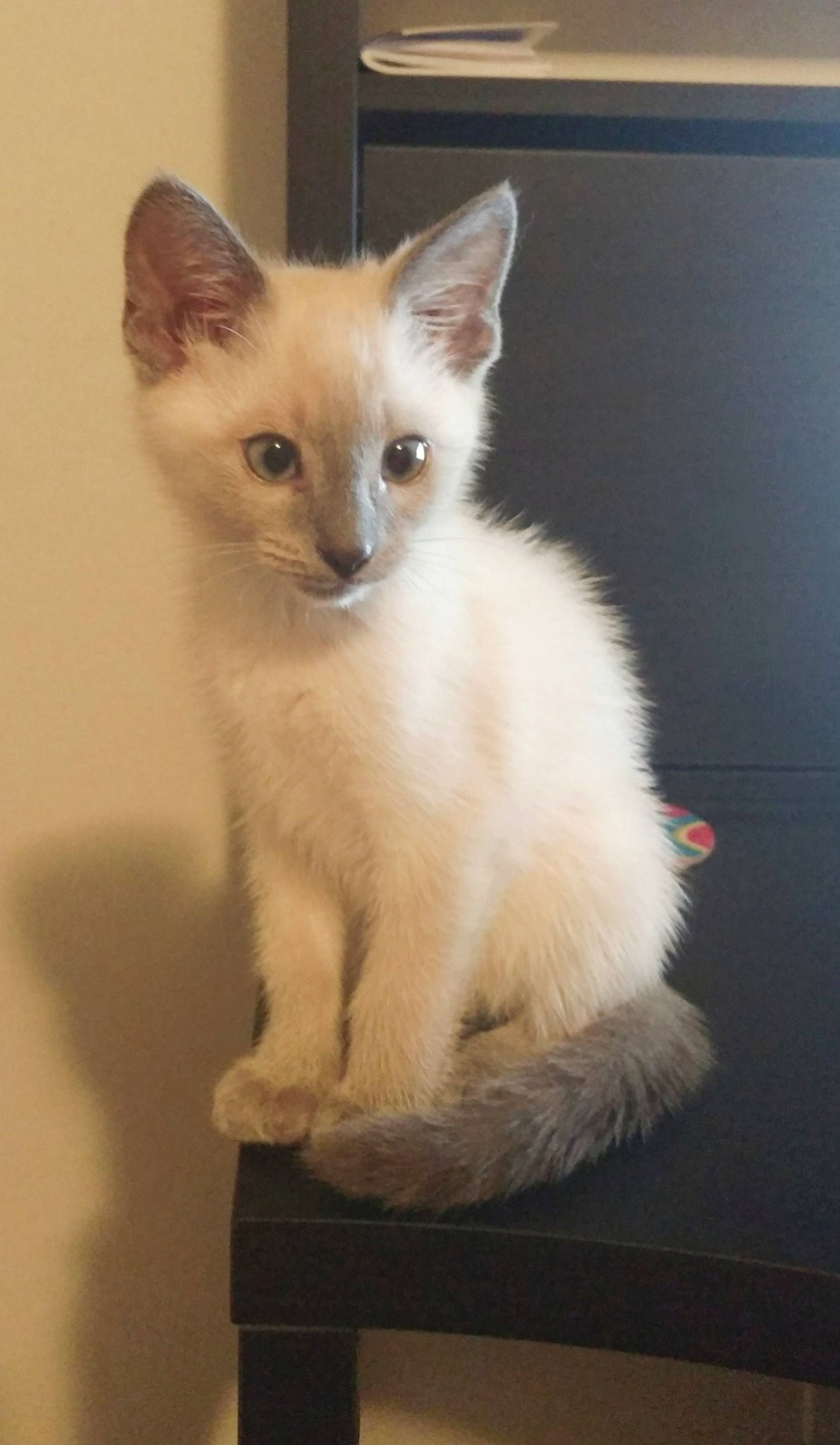 Ramsey The Cross Eyed Kitty is registered to the contest to win money with this photo: asian, balinese, carnivore, cat, colorpoint_shorthair, fawn, felidae, javanese, kitten, mammal, ojos_azules, oriental_longhair, siamese, small_to_medium_sized_cats, tail, tonkinese, turkish_angora, vertebrate, whiskers