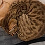 Minouch a rejoint le concours — aidez-le/la à gagner de superbes lots ! cat, tabby, sleeping, curled_up, pet, feline, fur, blanket, soft, cozy, resting, animal, domestic, striped, cute, warm, indoor, relaxed, pattern, nap