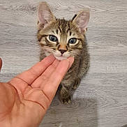 Minouch a rejoint le concours — aidez-le/la à gagner de superbes lots ! kitten, cat, tabby, hand, floor, pet, animal, small, cute, fur, whiskers, ears, paws, closeup, domestic, young, indoor, human, touching, curious