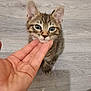 kitten, cat, tabby, hand, floor, pet, animal, small, cute, fur, whiskers, ears, paws, closeup, domestic, young, indoor, human, touching, curious