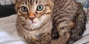 Minouch a rejoint le concours — aidez-le/la à gagner de superbes lots ! kitten, cat, tabby, pet, animal, fur, whiskers, ears, eyes, bed, blanket, striped, cute, small, domestic, feline, resting, indoor, closeup, young