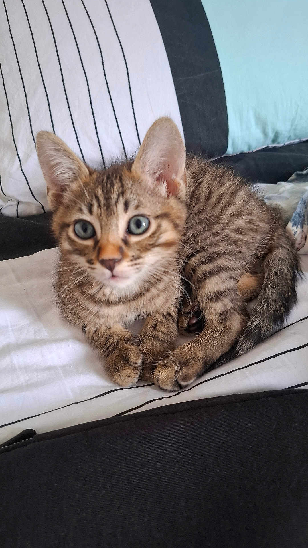 Minouch a rejoint le concours — aidez-le/la à gagner de superbes lots ! kitten, cat, tabby, pet, animal, fur, whiskers, ears, eyes, bed, blanket, striped, cute, small, domestic, feline, resting, indoor, closeup, young