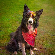 Pêche participe au concours pour gagner de l'argent avec cette photo : dog, border_collie, bandana, paint, colorful, grass, outdoor, pet, animal, sitting, tongue_out, happy, festive, fur, ears, nature, portrait, canine, playful, summer