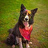 dog, border_collie, bandana, paint, colorful, grass, outdoor, pet, animal, sitting, tongue_out, happy, festive, fur, ears, nature, portrait, canine, playful, summer