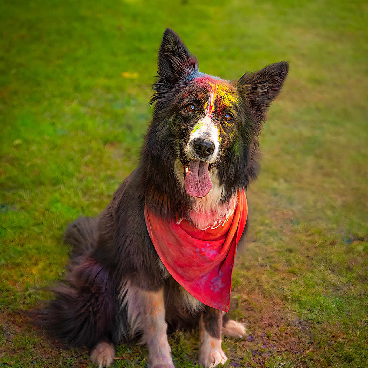 Pêche participe au concours pour gagner de l'argent avec cette photo : dog, border_collie, bandana, paint, colorful, grass, outdoor, pet, animal, sitting, tongue_out, happy, festive, fur, ears, nature, portrait, canine, playful, summer