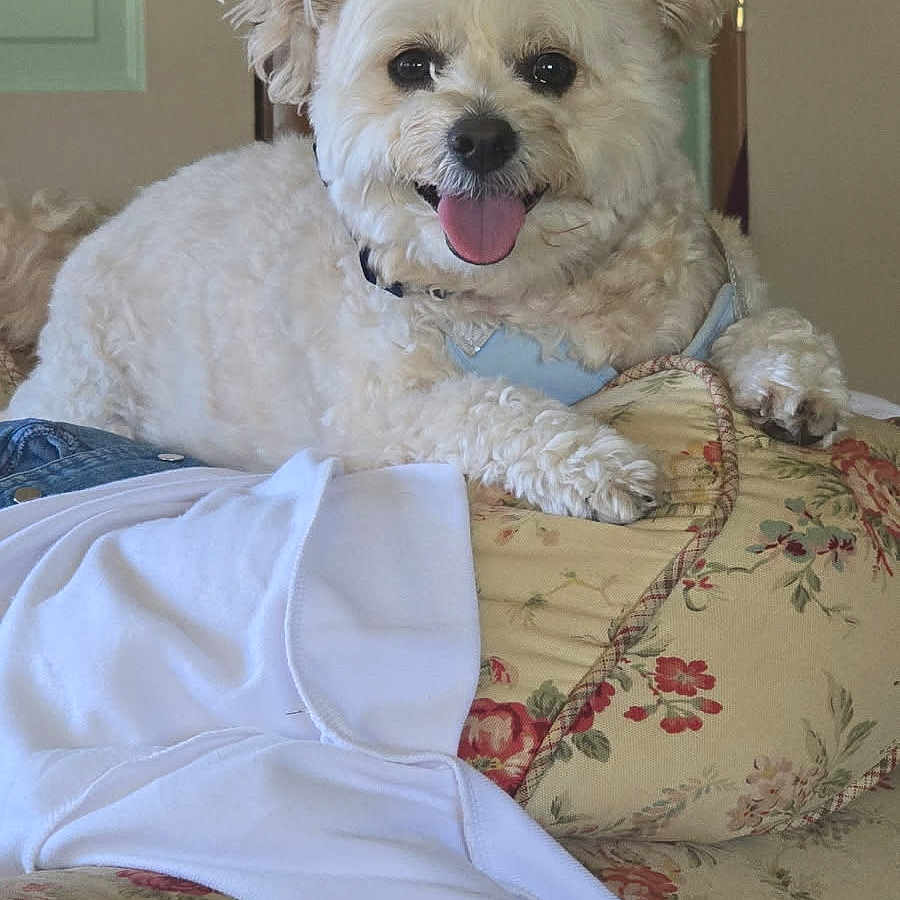 Milo joined the competition — help win amazing prizes! animal, blanket, canine, comfort, couch, dog, domestic, ears, fluffy, fur, happy, home, indoor, pet, portrait, relaxed, resting, smiling, tongue_out, white_dog