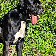 Zeus participe au concours pour gagner de l'argent avec cette photo : animal, black_dog, canine, collar, daytime, dog, fur, greenery, happy, leafy, nature, outdoor, panting, pet, plants, side_view, standing, sunlight, tongue_out, white_chest