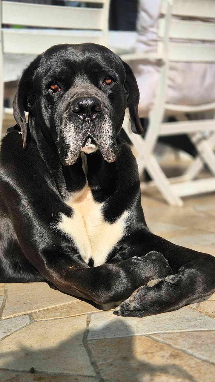 Zeus a rejoint le concours — aidez-le/la à gagner de superbes lots ! animal, black_dog, canine, closeup, dog, ears, fur, large_dog, lying_down, mammal, nose, outdoor, paw, pet, portrait, relaxed, resting, sunlight, tile_floor, white_chest