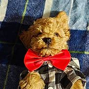 Behr is registered to the contest to win money with this photo: adorable, animal, blanket, bow_tie, clothing, cozy, cute, dog, fashion, fluffy, fur, indoor, lying_down, pet, plaid, portrait, puppy, resting, shirt, small_dog