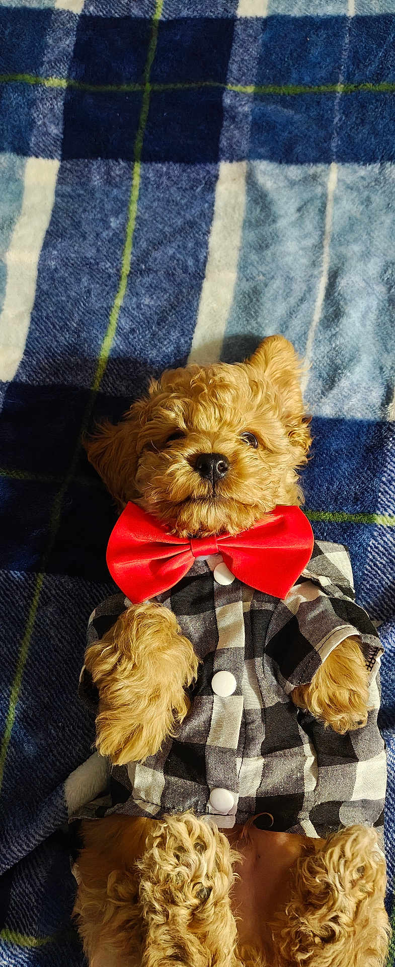 Behr is registered to the contest to win money with this photo: adorable, animal, blanket, bow_tie, clothing, cozy, cute, dog, fashion, fluffy, fur, indoor, lying_down, pet, plaid, portrait, puppy, resting, shirt, small_dog