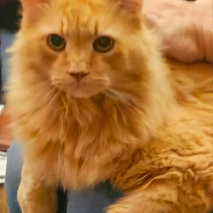 Fireball is registered to the contest to win money with this photo: abyssinian, angora, animal, cat, chair, couch, furniture, hardwood, kitten, manx, pet, plywood, siamese, wood