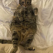 Snickers joined the competition — help win amazing prizes! bed, blanket, cat, chubby, cute, domestic_cat, ears, fur, indoor, lying_on_back, paw, paws, pet, portrait, relaxed, sleepy, tabby_cat, tail, whiskers, wide_eyes