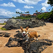 Zumi joined the competition — help win amazing prizes! dog, corgi, beach, sand, rocks, ocean, waves, sky, clouds, palm_trees, leash, sunny, outdoor, pet, happy, tongue_out, vacation, nature, coast, resort