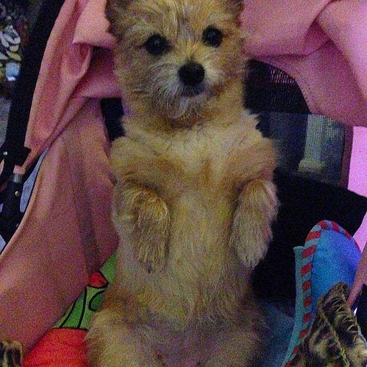 Tidley Pom