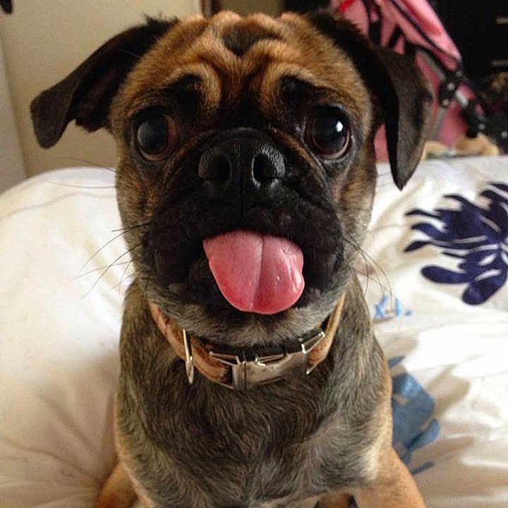 Louis Pugglepuff