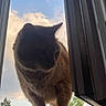 Foxie a rejoint le concours — aidez-le/la à gagner de superbes lots ! cat, window, sky, clouds, tree, silhouette, animal, pet, outdoor, nature, orange_cat, feline, curious, evening, sunset, windowsill, domestic_animal, quiet, peaceful, looking_down
