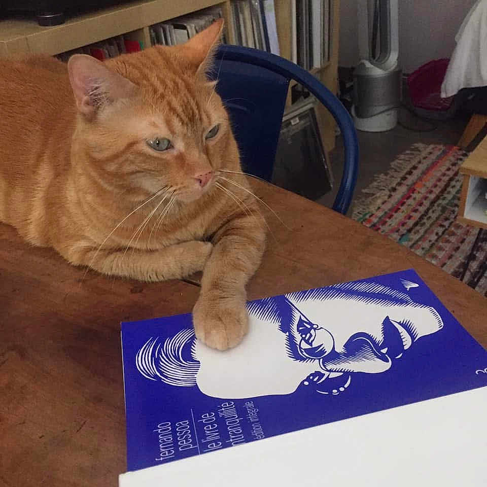Foxie a rejoint le concours — aidez-le/la à gagner de superbes lots ! cat, orange_tabby, table, book, paw, indoor, chair, bookshelf, rug, wooden_surface, illustration, relaxed, pet, feline, cozy_room, reading_material, domestic, animal, resting, closeup
