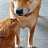 cat, dog, shiba_inu, orange_tabby, indoor, floor, tile, pet, animal, fur, cute, friendship, looking_up, standing, collar, whiskers, ears, tail, curious, calm