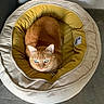 Foxie a rejoint le concours — aidez-le/la à gagner de superbes lots ! cat, ginger_cat, blue_eyes, pet_bed, round_bed, cozy, indoor, floor, tiled_floor, feline, whiskers, looking_up, resting, domestic_cat, orange_fur, comfortable, cute, animal, pet, home