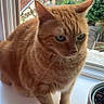 cat, orange_tabby, windowsill, indoor, potted_plant, window, greenery, outdoor_view, house, roof, pet, animal, feline, fur, whiskers, ears, curious, sitting, daylight, domestic