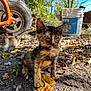 kitten, cat, tortoiseshell, outdoor, nature, sunlight, leaf, dirt, wheel, bucket, animal, pet, young, feline, resting, background, tree, fall, small, cute