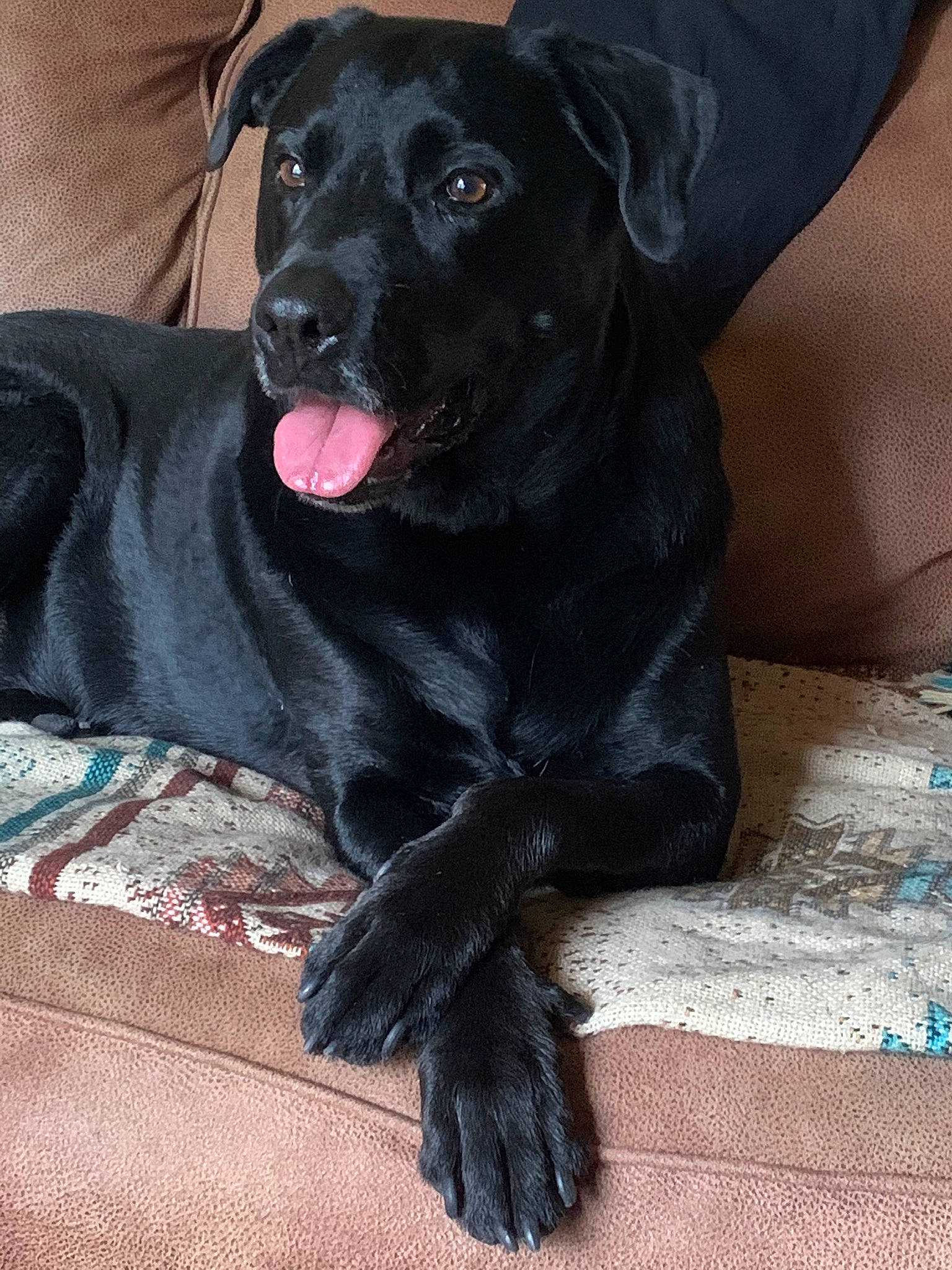 Shadow is registered to the contest to win money with this photo: black, canidae, carnivore, collar, comfort, companion_dog, dog, dog_breed, dog_collar, fur, linens, mat, pet_supply, snout, sporting_group, tongue, whiskers, working_animal, working_dog