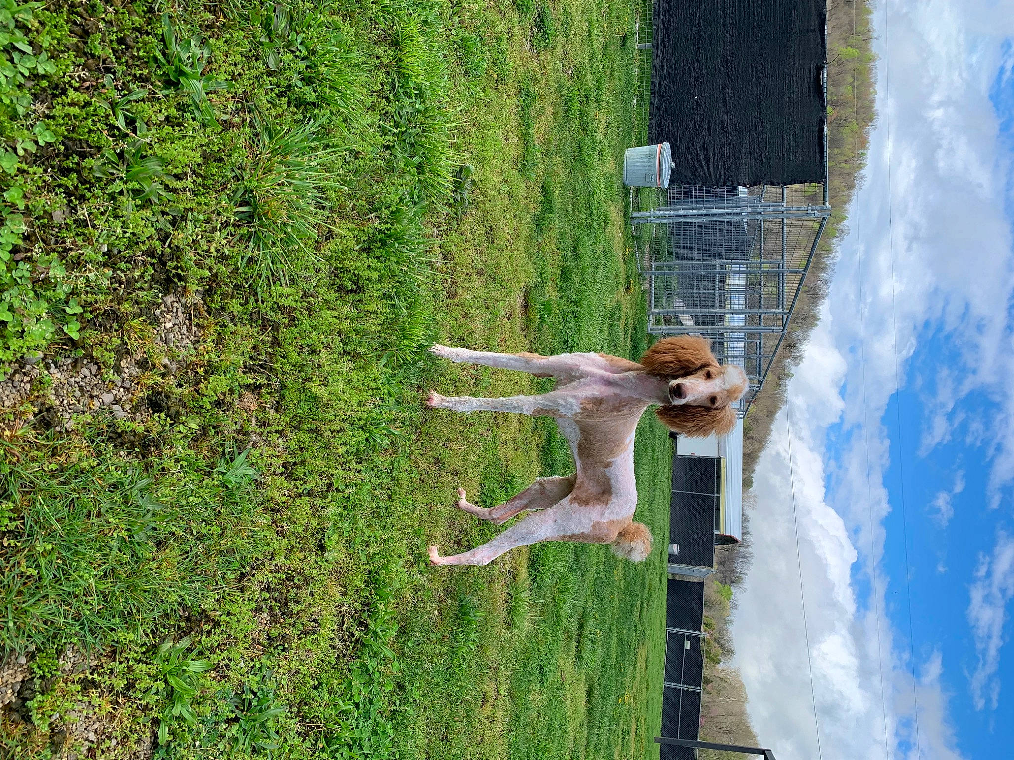 Smitty is registered to the contest to win money with this photo: cloud, fun, grass, groundcover, landscape, leisure, plant, pole, reflection, shrub, sky, sporting_group, tree, water