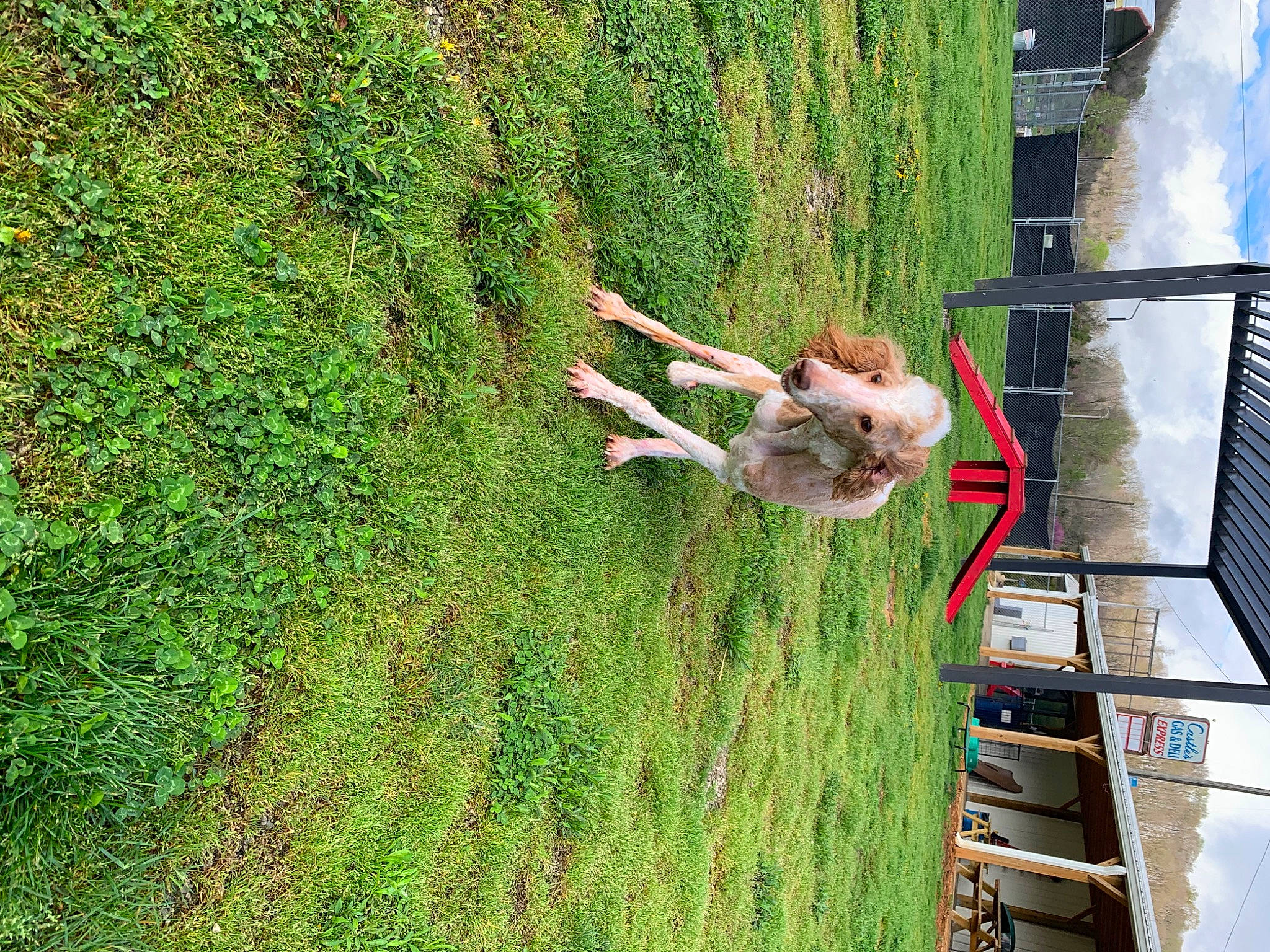 Smitty joined the competition — help win amazing prizes! adventure, backyard, fun, grass, grassland, green, groundcover, house, landscape, lawn, leisure, pasture, people_in_nature, plant, recreation, shrub, tree, wood, yard